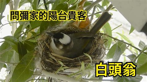 白頭翁築巢徵兆|【白頭翁築巢徵兆】白頭翁築巢的徵兆！家裡有這些跡象，喜事將。